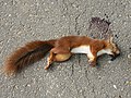 * Nomination Sciurus vulgaris fatality. -- W.S. 12:48, 30 August 2011 (UTC) * Promotion  Support Rest in peace --Archaeodontosaurus 19:53, 30 August 2011 (UTC)isn't the crop a bit tight (even if the animal doesn't need air more !) -see the tail-, and the fly in foreground a bit unsharp (DoF problem) ? --Jebulon 08:43, 31 August 2011 (UTC)