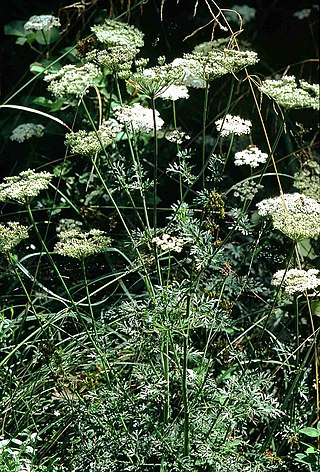 <i>Selinum carvifolia</i> Species of plant