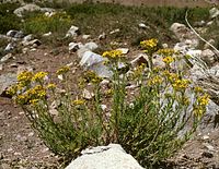 Senecio eruciformis