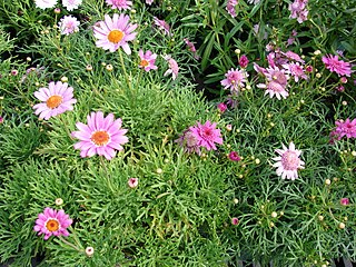 <span class="mw-page-title-main">Garden marguerite</span>