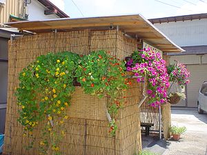 Summerhouse made of yoshi sudare; stems are vertical.