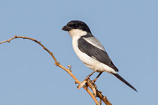 Taita fiscal Species of bird