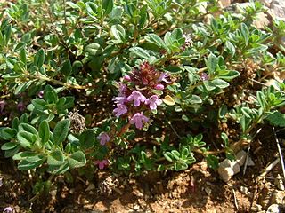 <i>Thymus serpyllum</i> Species of plant