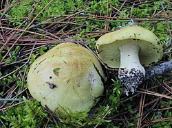 Žalsvasis baltikas (Tricholoma equestre)