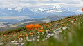 Trollius asiaticus 01.jpg