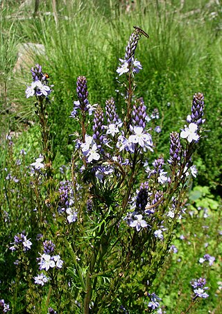 <i>Veronica nivea</i> Species of flowering plant in the family Plantaginaceae