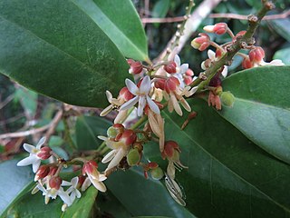 <i>Xanthophyllum octandrum</i> Species of flowering plant