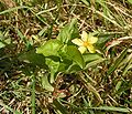 Lundararmingi (Lysimachia nemorum)