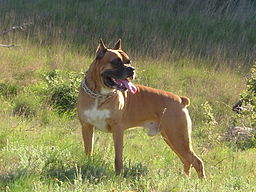 Deutscher boxer