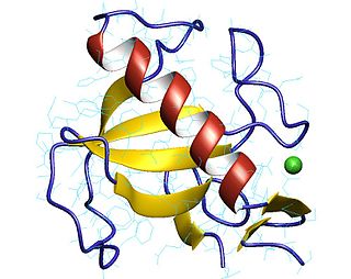 Ribonuclease T<sub>1</sub> Class of enzymes