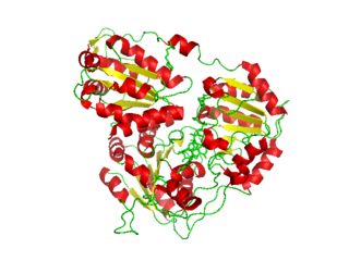 <span class="mw-page-title-main">Acetolactate synthase</span> Class of enzymes