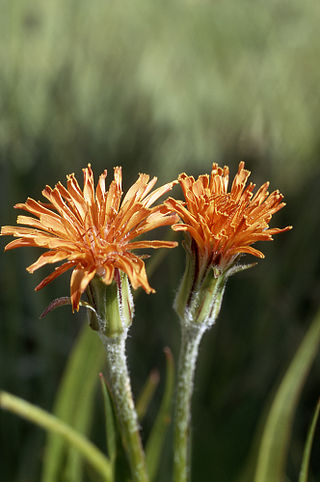 <i>Agoseris aurantiaca</i> Species of flowering plant