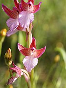 Anacamptis papilionacea