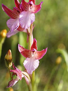 Anacamptis papilionacea Anacamptis papilionacea (flower).jpg