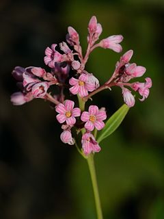 <i>Apocynum venetum</i> Species of plant