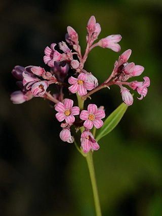 <span class="mw-page-title-main">Apocynoideae</span> Subfamily of flowering plants