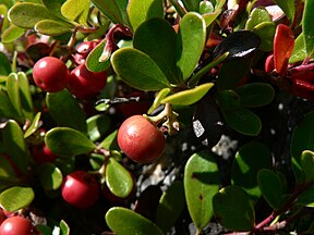 Kinnikinnick; pinemat manzanita (Arctostaphylos uva-ursi)