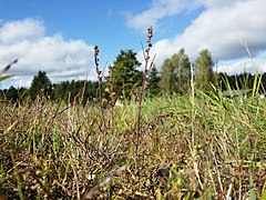 Atriplex patula sl54.jpg