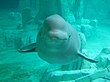 Beluga a l'Oceanogràfic de València