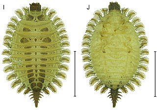 <span class="mw-page-title-main">Brachypsectridae</span> Family of beetles