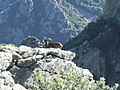 Mouflon dans le Caroux