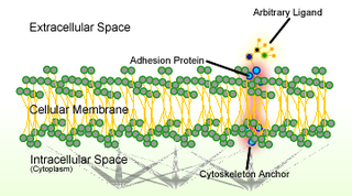 <span class="mw-page-title-main">Cell adhesion</span> Process of cell attachment