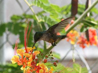 <span class="mw-page-title-main">Puerto Rican emerald</span> Species of hummingbird