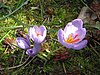 Crocus longiflorus6.jpg