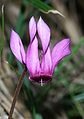 Cyclamen purpurascens