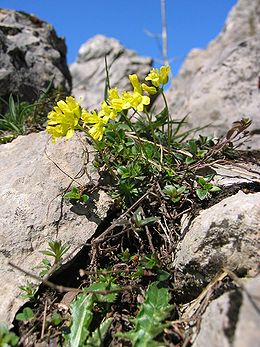 Anksta (Draba azoides)