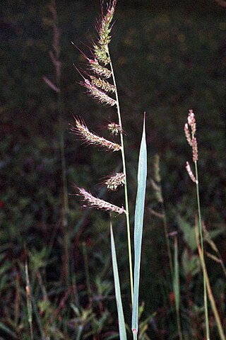 <i>Echinochloa crus-galli</i> Species of plant