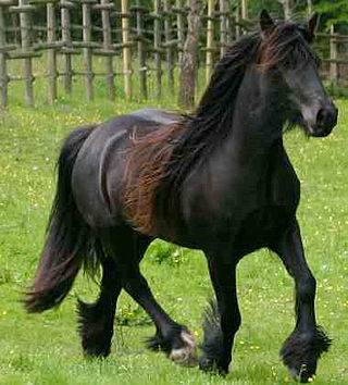 <span class="mw-page-title-main">Mountain and moorland pony breeds</span> Horse breed