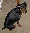 Five-year-old Miniature Pinscher.jpg