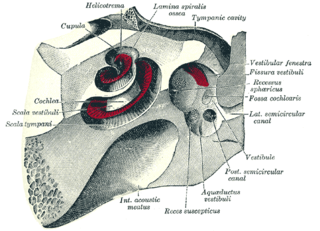 <span class="mw-page-title-main">Tympanic cavity</span> Small cavity surrounding the bones of the middle ear