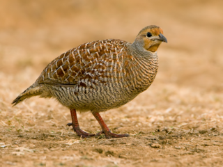 <i>Ortygornis</i> Genus of birds