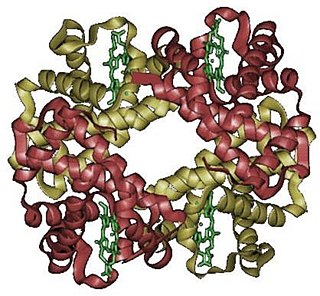 <span class="mw-page-title-main">Hemoglobinemia</span> Abnormally increased hemoglobin in blood plasma