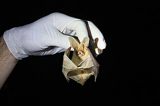 <span class="mw-page-title-main">Thomas's big-eared brown bat</span> Species of bat