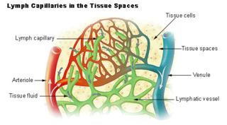 <span class="mw-page-title-main">Lymphatic vessel</span> Tubular vessels that are involved in the transport of lymph and lymphocytes