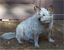 This Australian Cattle Dog's obesity poses a health risk for the dog. Lightblueheeler.jpg