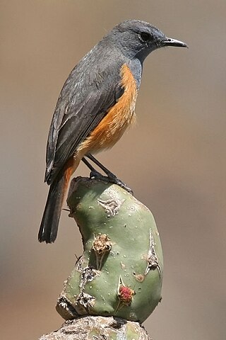 <span class="mw-page-title-main">Little rock thrush</span> Species of bird