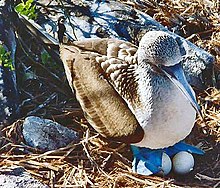 Blue-footed booby Nesting bluefoot.jpg