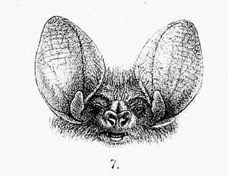 <span class="mw-page-title-main">Southeastern long-eared bat</span> Species of bat