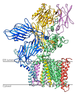 <span class="mw-page-title-main">Oligosaccharyltransferase</span> Class of enzymes