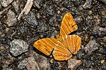 Thumbnail for File:Open wing mud puddling behaviour of Chersonesia risa (Doubleday, 1848) - Common Maplet.jpg