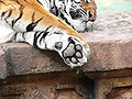 Tiger (Panthera tigris)