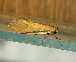 <span class="mw-page-title-main">Oecophorinae</span> Subfamily of the "concealer moths" family Oecophoridae