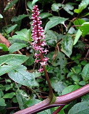 Phytolacca sandwicensis