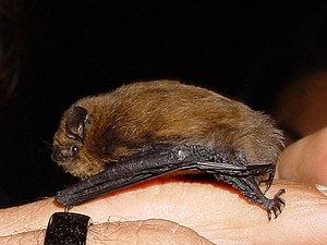 Pipistrellus pipistrellus