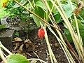 The approximately 5 cm long ripe fruit