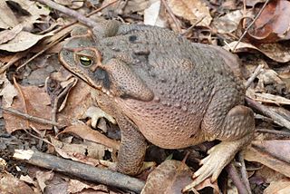 <i>Rhinella diptycha</i> Species of amphibian